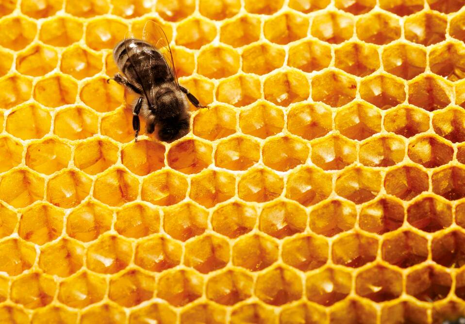 Abeja