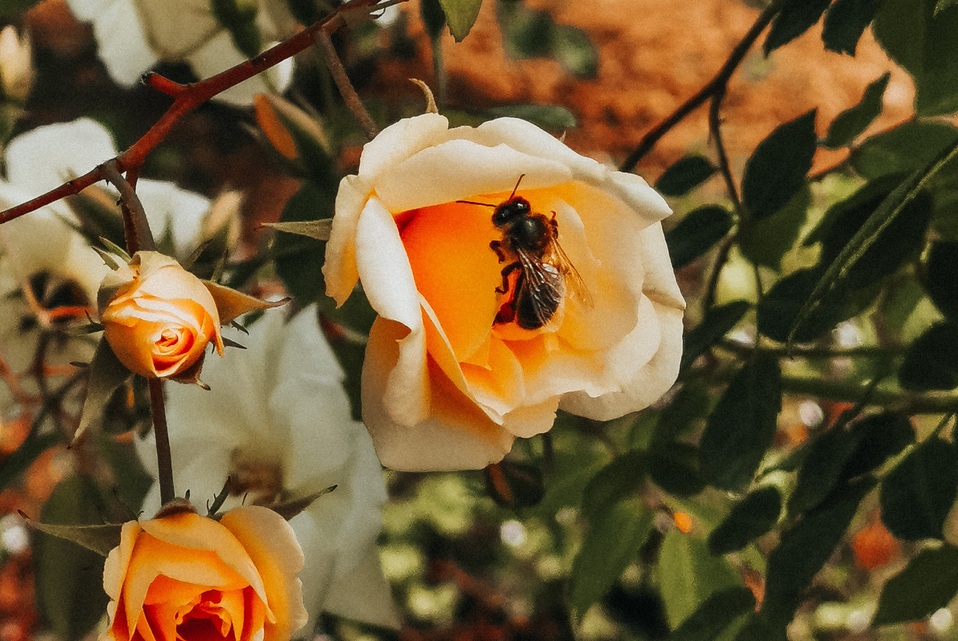 ¿Qué pasaría si si las abejas desaparecieran? (Foto: Unsplash)