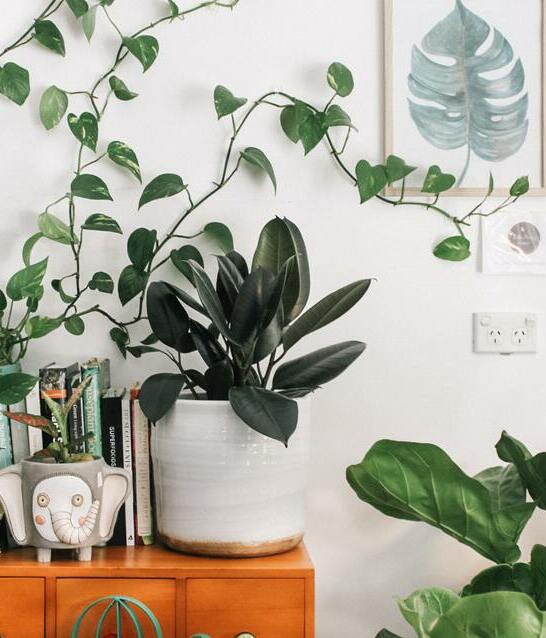 Cómo cuidar tus plantas: Tips y guía básica (Foto: Unsplash)