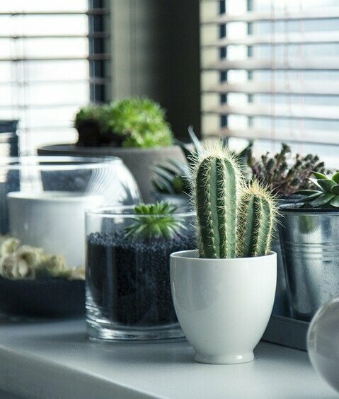 Plantas en casa / Foto: Pixabay