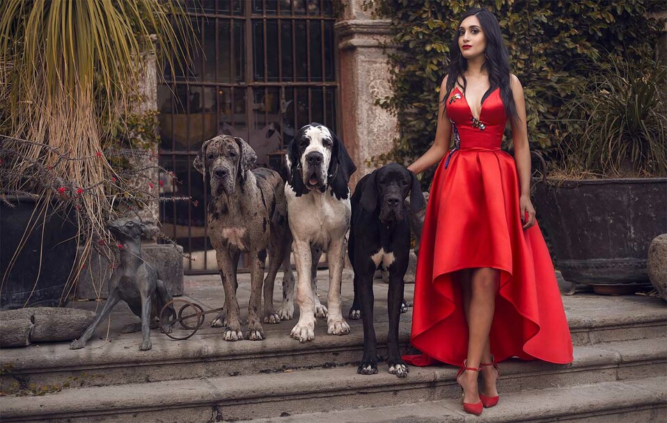 Una apasionada de los animales, conoce a Artemis, Minos y Aries, sus Grandes Daneses.