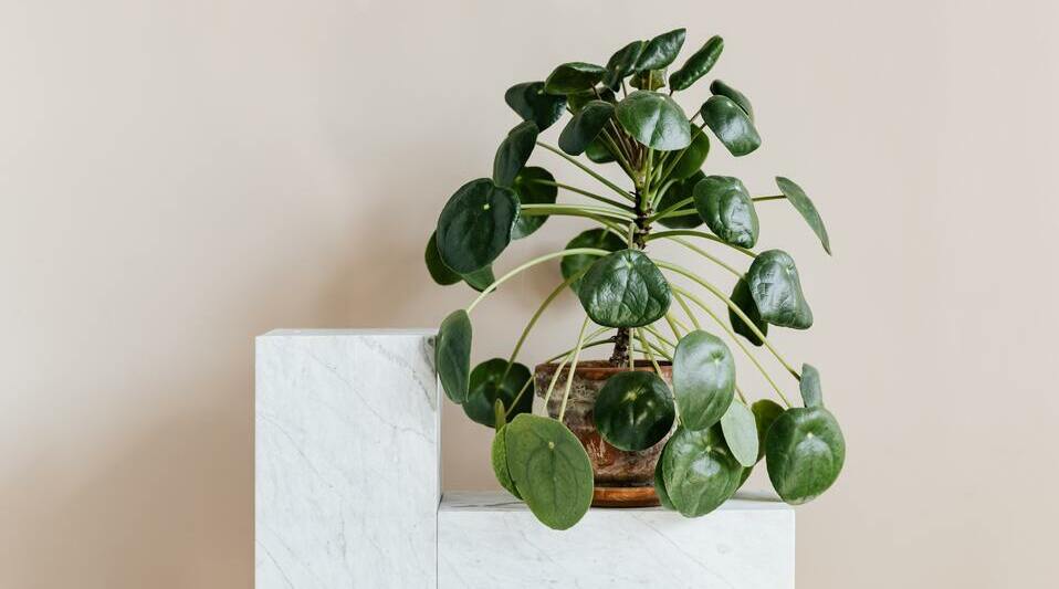 Plantas de interiores, fáciles de cuidar que absorben el calor (Foto: Pexels)