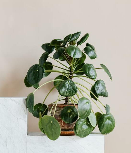 Plantas de interiores, fáciles de cuidar que absorben el calor (Foto: Pexels)