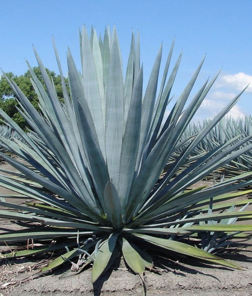 La inulina de agave es una fibra soluble muy benéfica para la salud digestiva (Foto: Cortesía)