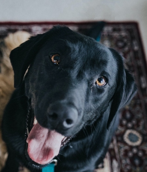 Canícula 2020: cómo cuidar a tus perros para evitar un golpe de calor