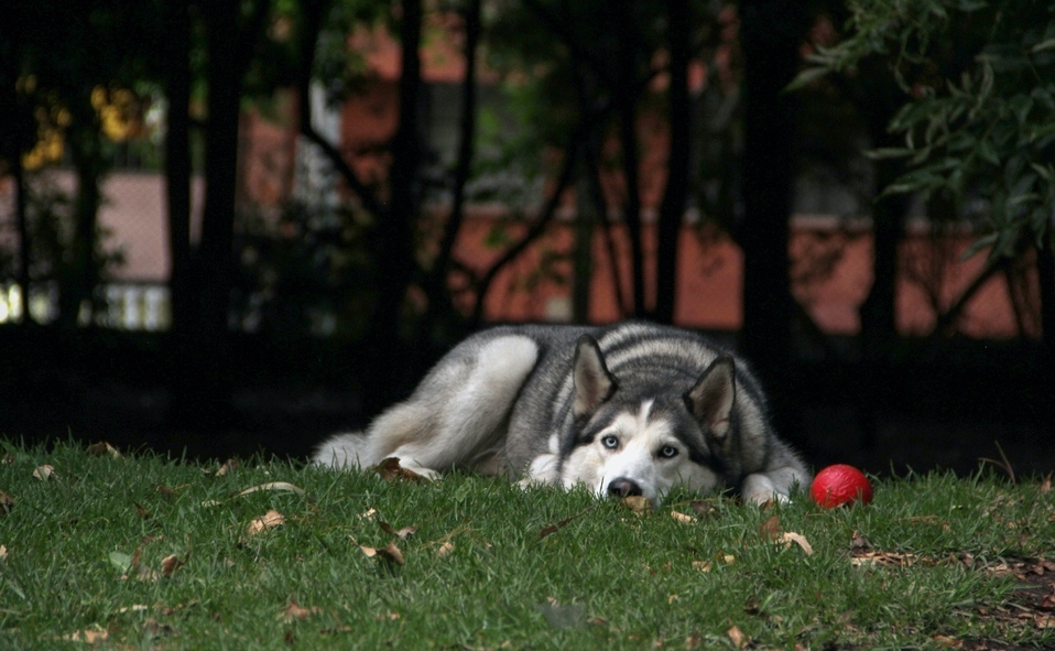 Protege a tus perros de la exposición solar