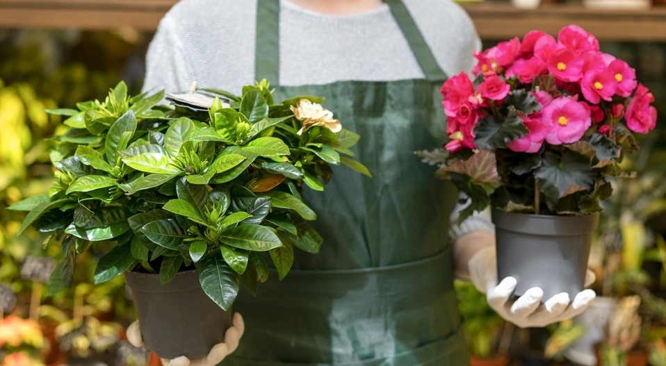 Las plantas pueden traer beneficios a tu vida. Foto: Archivo