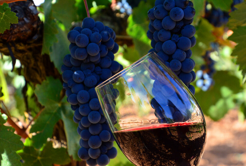 El vino tinto debe beberse a 18 grados (Fotos: cortesía).