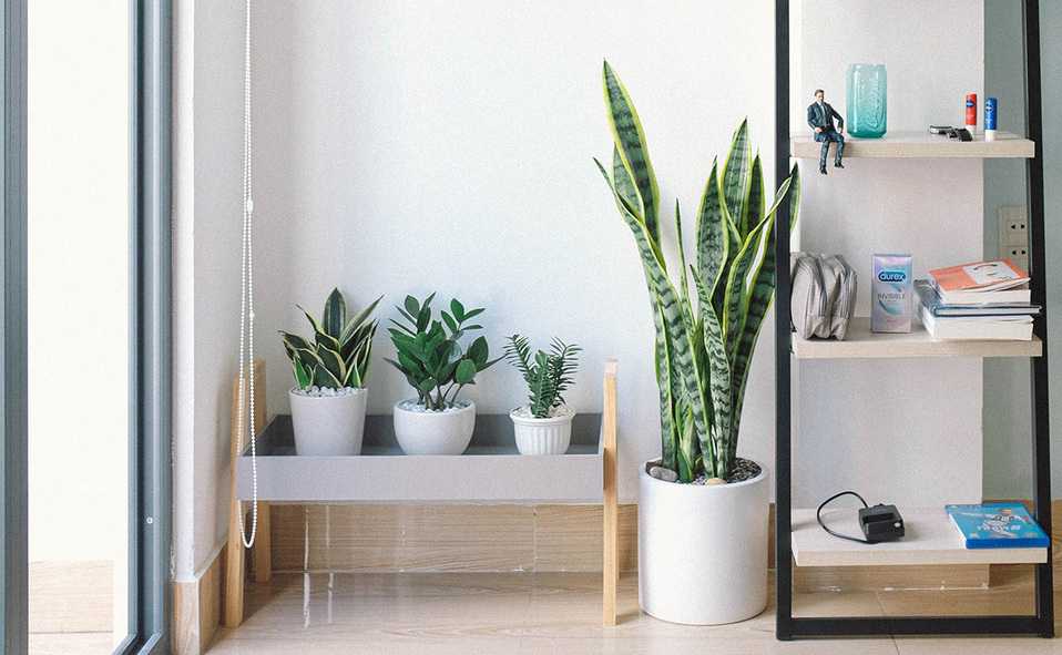 Las plantas juegan un rol importante en el ambiente