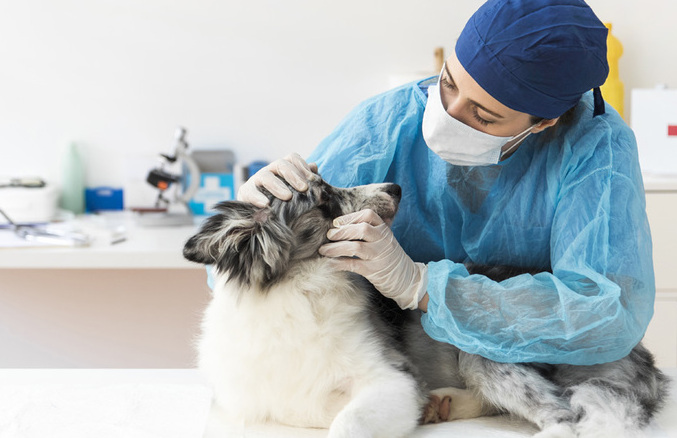 Descubre los mejores servicios en Tampico para consentir a tu mascota / Foto: Cortesìa