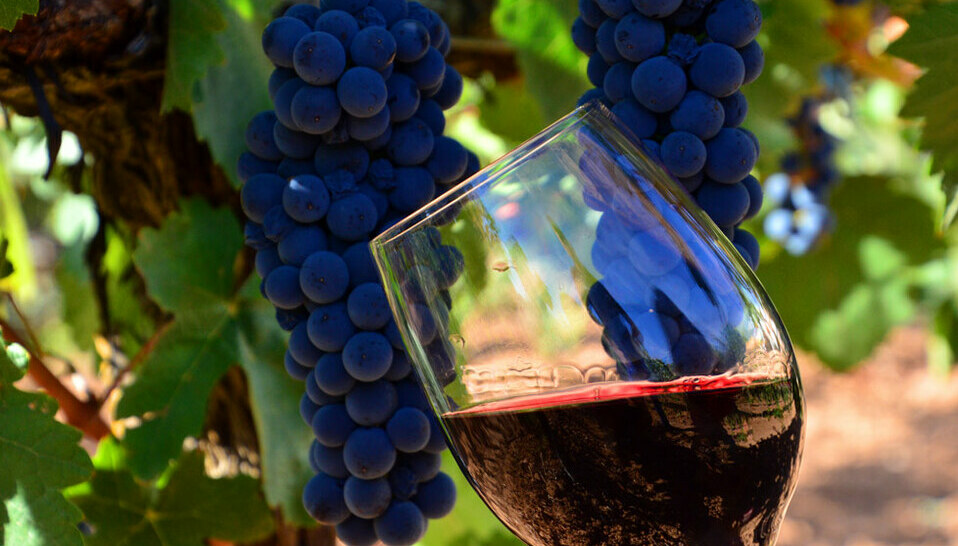 El vino tinto debe beberse a 18 grados (Fotos: cortesía).