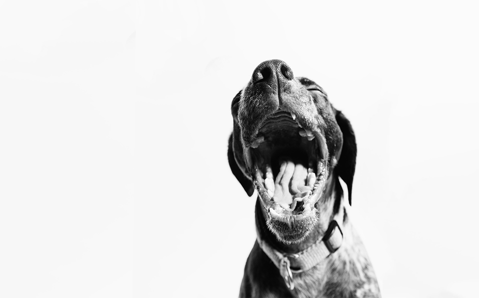 Descubre los mejores trucos para ayudar a que tu perro se relajo. Fotografía de Fabian Gieske / Unsplash