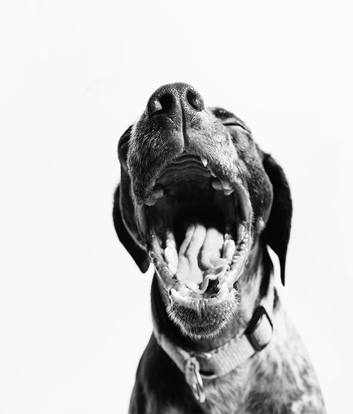 Descubre los mejores trucos para ayudar a que tu perro se relajo. Fotografía de Fabian Gieske / Unsplash