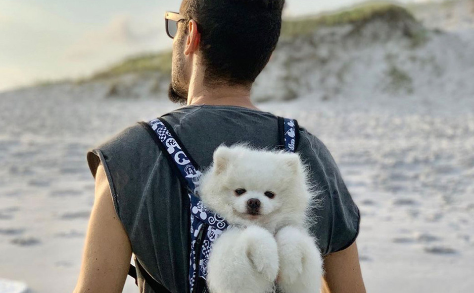 La guía para viajar con tu mascota