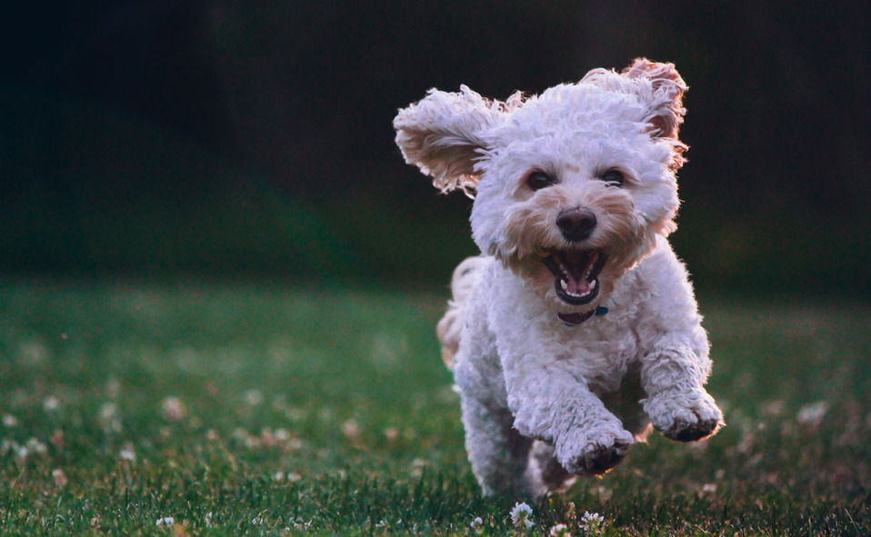 Descubre los mejores accesorios para nuestras mascotas / Foto: Cortesía