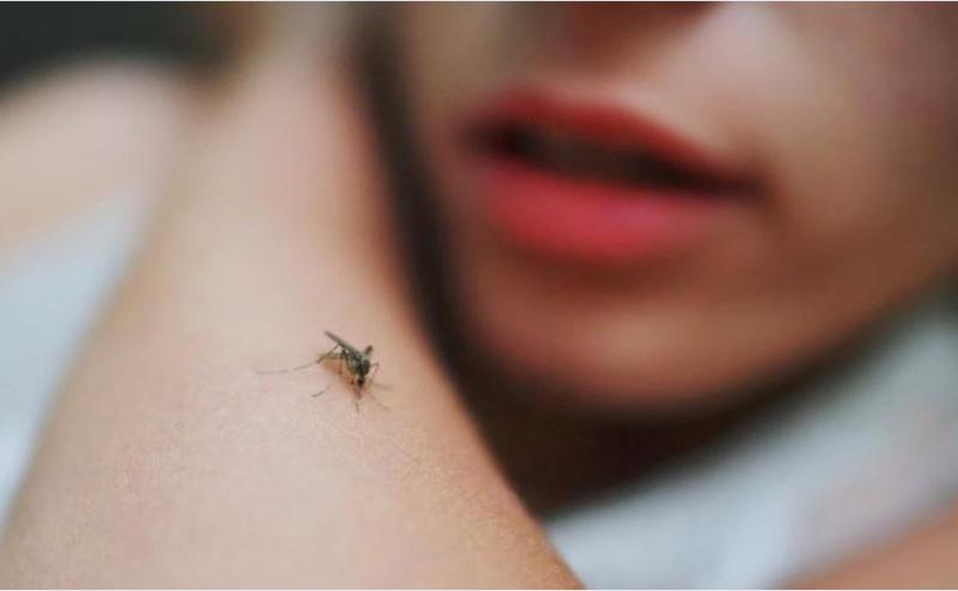 Picadura de mosquitos