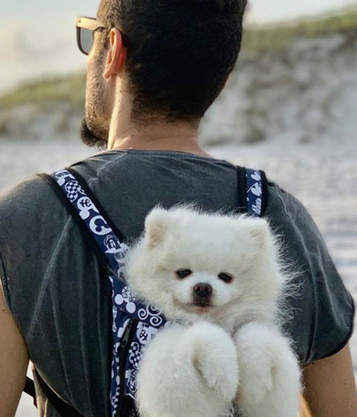 La guía para viajar con tu mascota