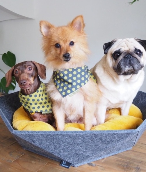 Pets & Pods