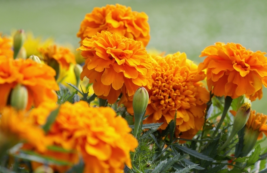 Té de flor de cempasúchil: Beneficios y receta (Foto: Getty Images)