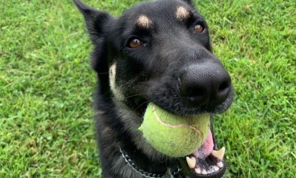 Major, el perro rescatado de Joe Bien que vivirá en la Casa Blanca (Foto: Instagram)