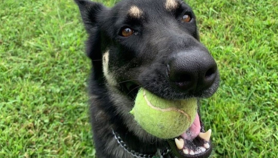 Major, el perro rescatado de Joe Bien que vivirá en la Casa Blanca (Foto: Instagram)