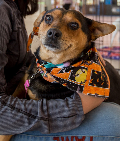 Feria de adopción de mascotitas en Patio Toluca