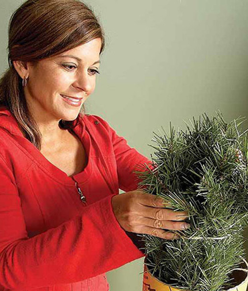 Descubre cuál es el mejor procedimiento para limpiar y desinfectar tu árbol de Navidad (Foto: Cortesía)