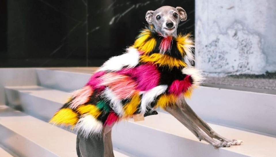 Tika the Iggy, la perrita que enamoró a las redes y a Sofía Vergara (Foto: Instagram)