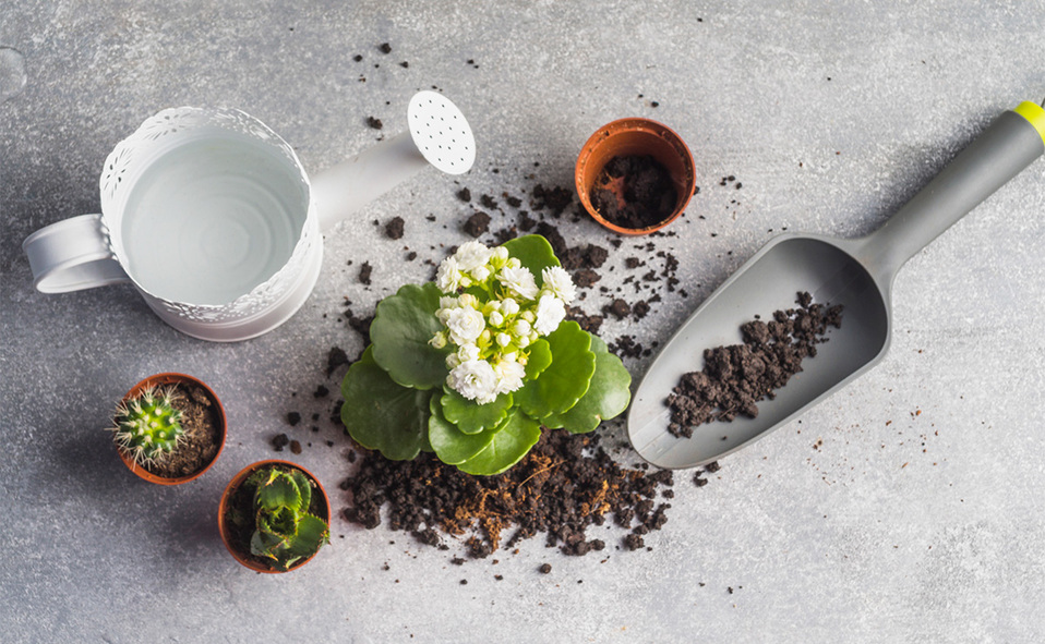 La composta elaborada con residuos orgánicos promoverá el sano crecimiento de tus plantas. Foto: Archivo