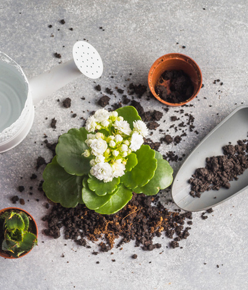 La composta elaborada con residuos orgánicos promoverá el sano crecimiento de tus plantas. Foto: Archivo