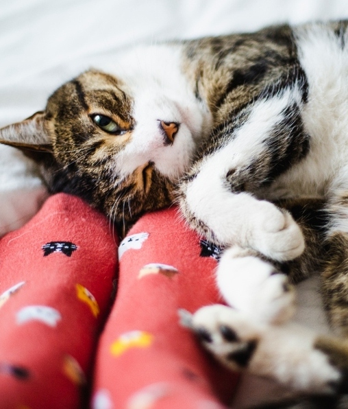 Mujer cansada descubre que su gato le pegaba mientras dormía (Foto: Getty Images)