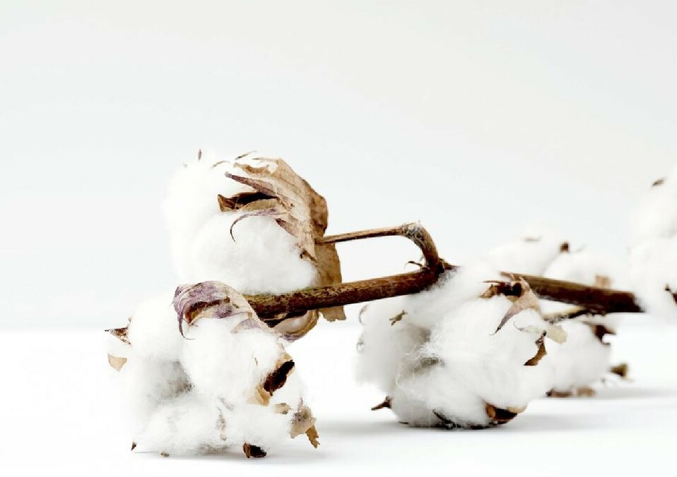Evita los artículos desechables como servilletas de papel y sustitúyelos por alternativas más ecológicas.