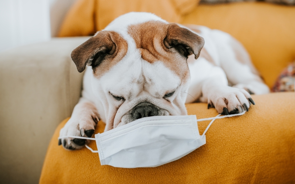 Cómo saber si mi mascota tiene Covid-19, síntomas y qué hacer (Foto: Getty Images)