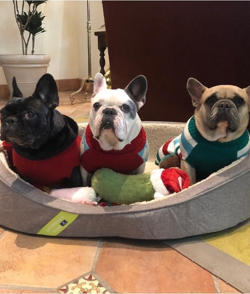 Lady Gaga ofrece recompensa por sus perros secuestrados (Foto: Instagram)