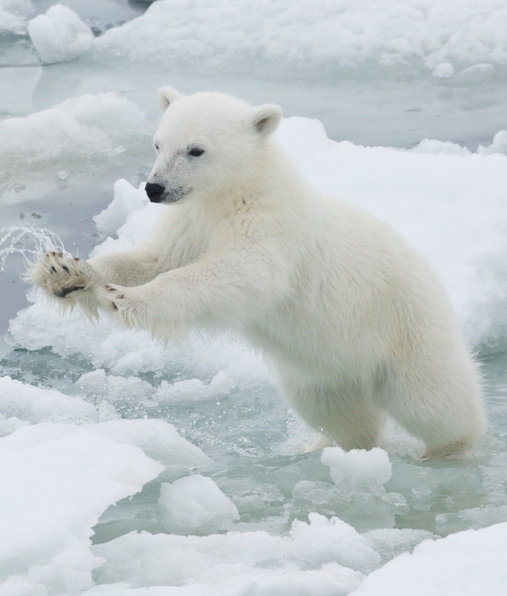 Qué especies de animales están por extinguirse (Foto: Getty Images)