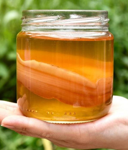 Conoce las propiedades y usos medicinales de la kombucha (Foto: Cortesía)