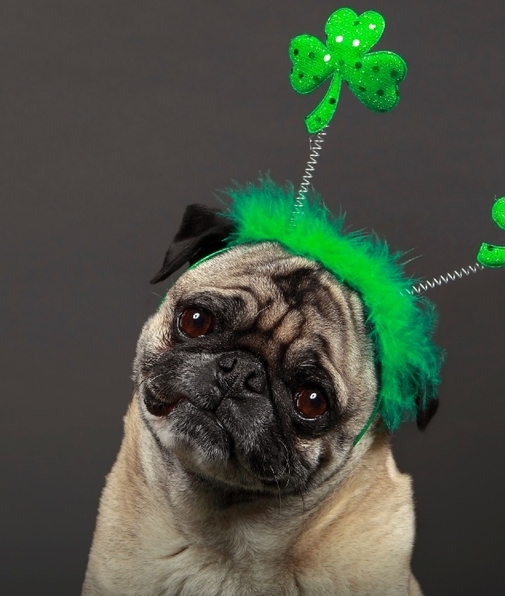 Día de San Patricio, Cuál es su origen y cómo se celebra (Foto: Getty Images)