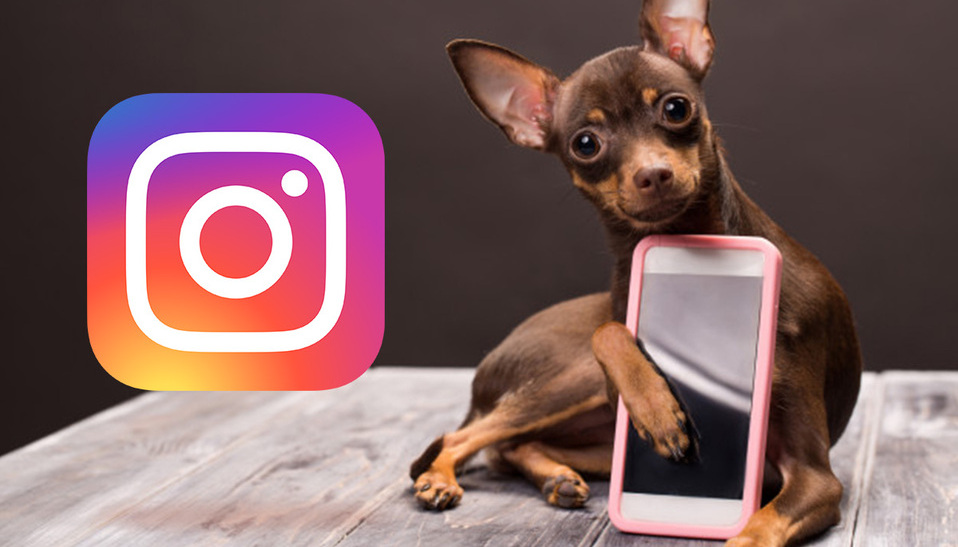 Estos son los perritos más lindos que debes de seguir en Instagram