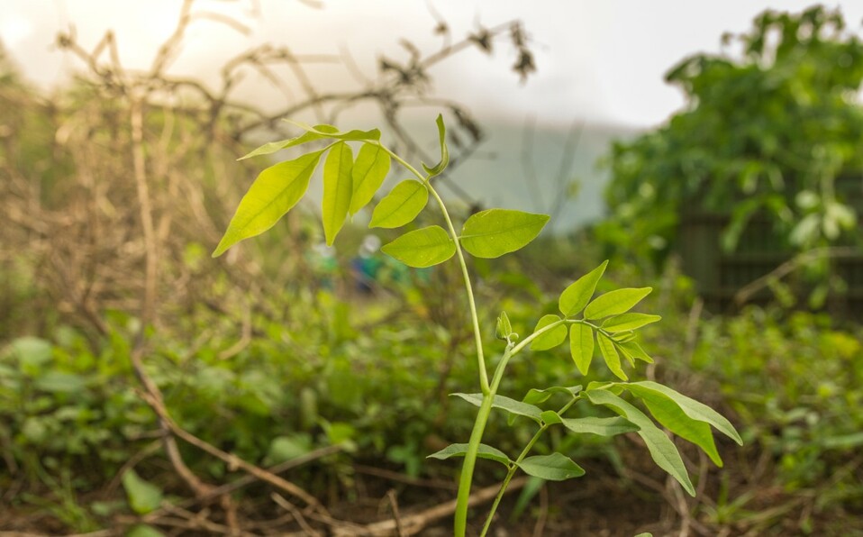 Flor de Caña y One Tree Planted suman esfuerzos para plantar más árboles