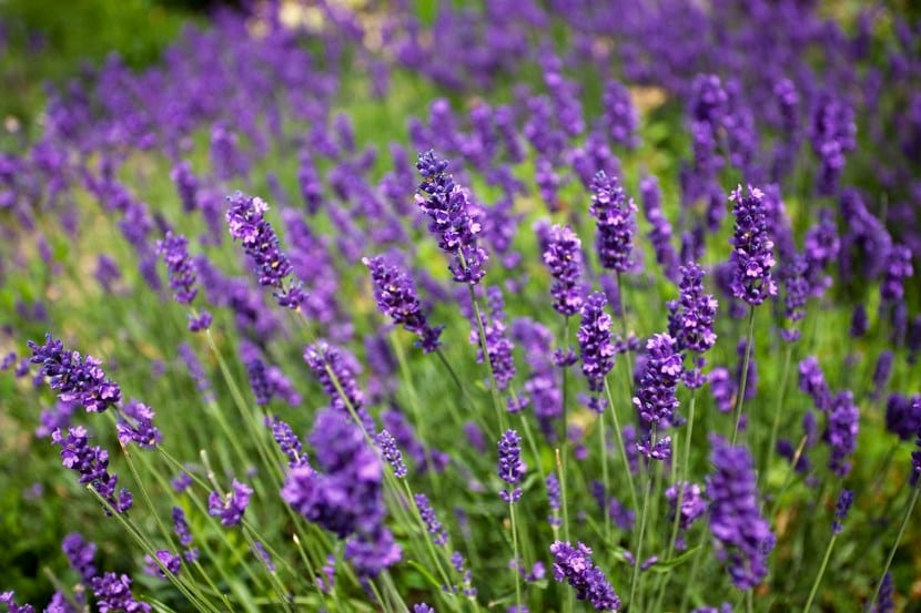 lavanda