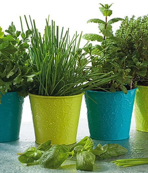 Descubre cuáles son las plantas repelentes de mosquitos ideales para tu hogar (Foto: Cortesía)
