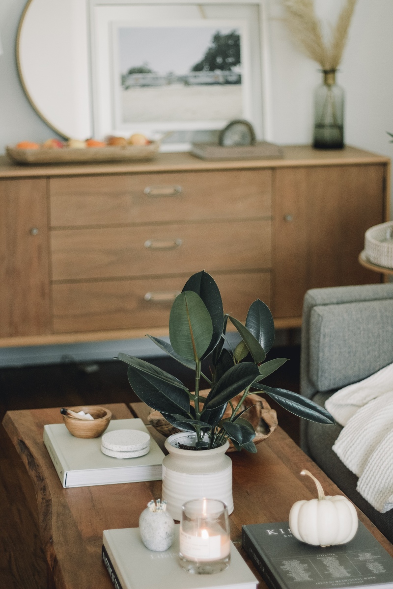 Plantas en los interiores
