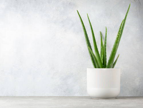 Aloe Vera