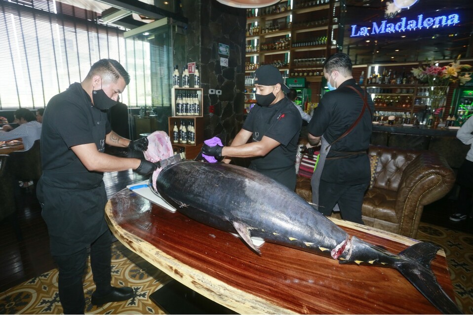 Ser trató de un atún aleta azul de 105 kilogramos. FOTO: OMAR VALDEZ