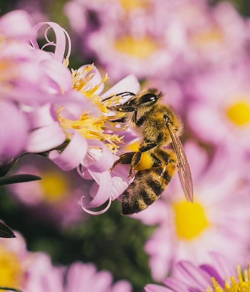 Casi el 90% de las plantas con flores dependen de la polinización para reproducirse. Foto: Archivo