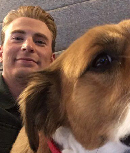 Conoce al perrito rescatado de Chris Evans /Foto: Cortesía