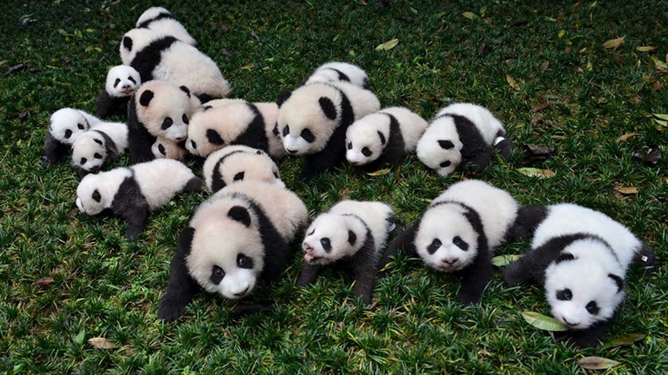As ha logrado china salvar al oso panda gigante de la extinci n chic