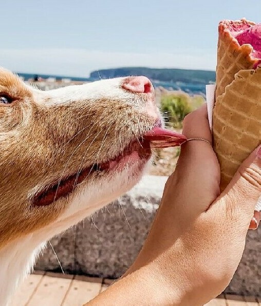 Cómo hacer helados para perros en casa. Receta. (Foto: Instagram).