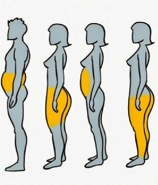 La distribución de la grasa corporal está determinada en gran medida por factores hormonales.