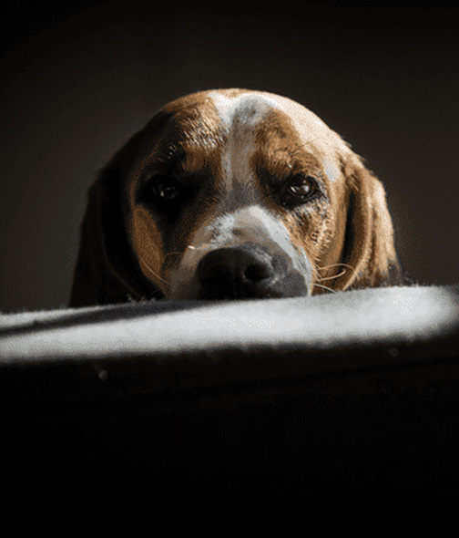 Razones por las que NO debes cortarle las orejas a los perros / Foto: Cortesía